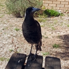 Gymnorhina tibicen at Macarthur, ACT - 14 Sep 2018