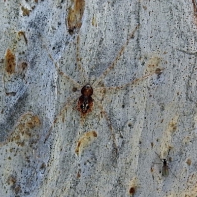 Tamopsis sp. (genus) (Two-tailed spider) at Macarthur, ACT - 14 Sep 2018 by RodDeb