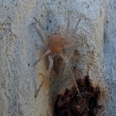 Clubiona sp. (genus) at Macarthur, ACT - 14 Sep 2018 01:01 PM