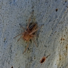 Clubiona sp. (genus) at Macarthur, ACT - 14 Sep 2018 01:01 PM