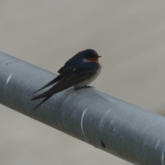 Hirundo neoxena (Welcome Swallow) at Dickson Wetland - 13 Sep 2018 by WalterEgo