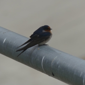 Hirundo neoxena at Dickson, ACT - 14 Sep 2018 08:36 AM