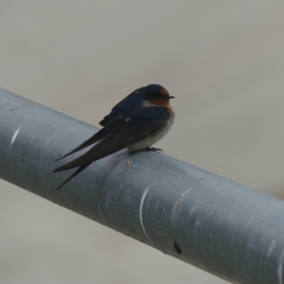Hirundo neoxena (Welcome Swallow) at Dickson, ACT - 14 Sep 2018 by WalterEgo