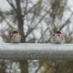 Hirundo neoxena at Dickson, ACT - 14 Sep 2018 08:36 AM