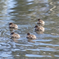 Chenonetta jubata (Australian Wood Duck) at Dickson Wetland - 13 Sep 2018 by WalterEgo