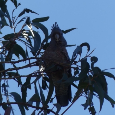 Callocephalon fimbriatum (Gang-gang Cockatoo) at Dickson Wetland - 14 Sep 2018 by WalterEgo