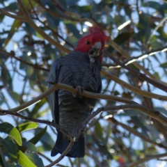 Callocephalon fimbriatum at Dickson, ACT - suppressed