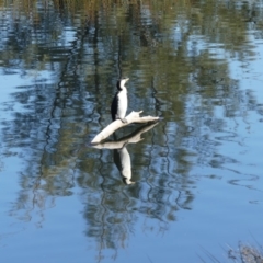 Microcarbo melanoleucos (Little Pied Cormorant) at Dickson, ACT - 14 Sep 2018 by WalterEgo