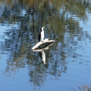 Microcarbo melanoleucos at Dickson, ACT - 14 Sep 2018 09:26 AM
