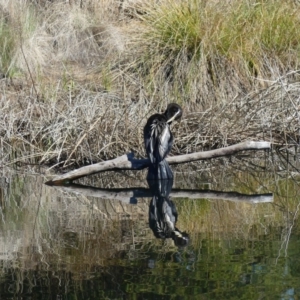 Anhinga novaehollandiae at Dickson, ACT - 14 Sep 2018 09:27 AM