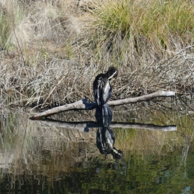 Anhinga novaehollandiae (Australasian Darter) at Dickson Wetland - 13 Sep 2018 by WalterEgo