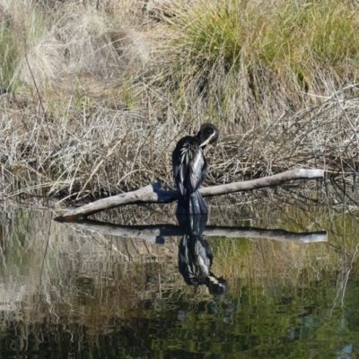 Anhinga novaehollandiae (Australasian Darter) at Dickson, ACT - 14 Sep 2018 by WalterEgo