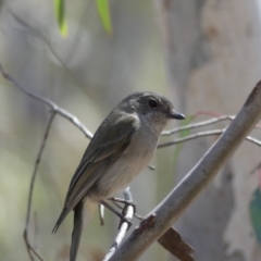 Pachycephala pectoralis (Golden Whistler) at Majura, ACT - 14 Sep 2018 by WalterEgo