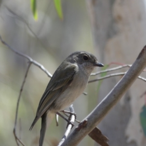 Pachycephala pectoralis at Majura, ACT - 14 Sep 2018 12:29 PM