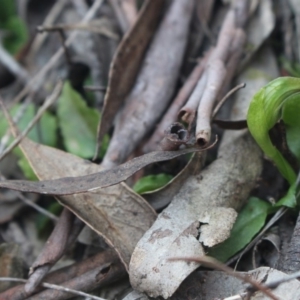 Pterostylis nutans at Gundaroo, NSW - 14 Sep 2018