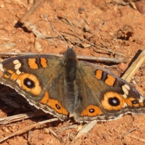 Junonia villida at Deakin, ACT - 14 Sep 2018 12:20 PM