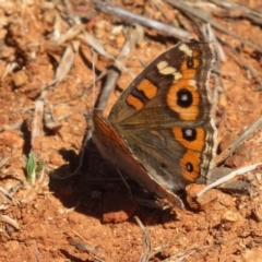 Junonia villida at Deakin, ACT - 14 Sep 2018 12:20 PM