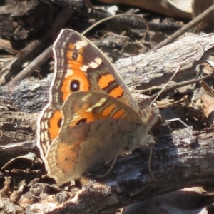 Junonia villida at Deakin, ACT - 14 Sep 2018