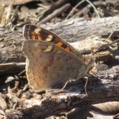 Junonia villida at Deakin, ACT - 14 Sep 2018