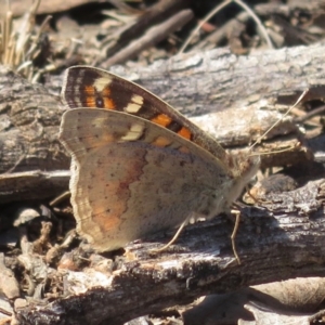 Junonia villida at Deakin, ACT - 14 Sep 2018