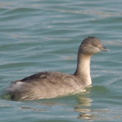 Poliocephalus poliocephalus (Hoary-headed Grebe) at Coombs Ponds - 11 Sep 2018 by michaelb