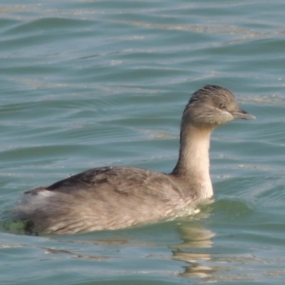 Poliocephalus poliocephalus (Hoary-headed Grebe) at Coombs, ACT - 11 Sep 2018 by michaelb