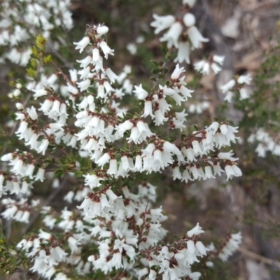 Cryptandra amara (Bitter Cryptandra) at Scrivener Hill - 15 Sep 2018 by Mike