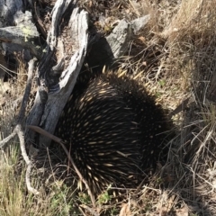 Tachyglossus aculeatus (Short-beaked Echidna) at Bungendore, NSW - 15 Sep 2018 by yellowboxwoodland