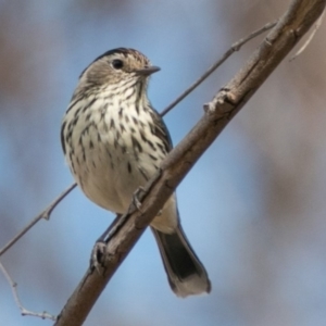 Pyrrholaemus sagittatus at Molonglo River Reserve - 12 Sep 2018