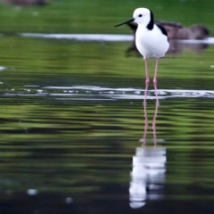 Himantopus leucocephalus (Pied Stilt) at Fyshwick, ACT - 11 Mar 2018 by redsnow