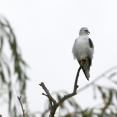 Elanus axillaris (Black-shouldered Kite) at Fyshwick, ACT - 22 Mar 2018 by redsnow