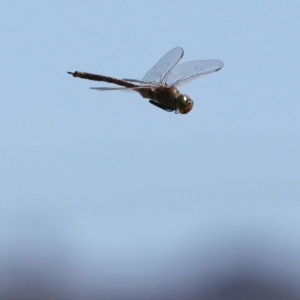 Anax papuensis at Fyshwick, ACT - 14 Sep 2018