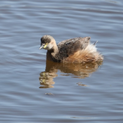 Tachybaptus novaehollandiae (Australasian Grebe) at Fyshwick, ACT - 14 Sep 2018 by redsnow