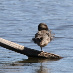 Stictonetta naevosa (Freckled Duck) at Fyshwick, ACT - 13 Sep 2018 by redsnow