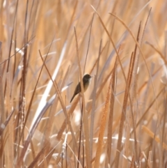 Acrocephalus australis (Australian Reed-Warbler) at Fyshwick, ACT - 14 Sep 2018 by redsnow