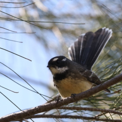 Rhipidura albiscapa (Grey Fantail) at Fyshwick, ACT - 14 Sep 2018 by redsnow