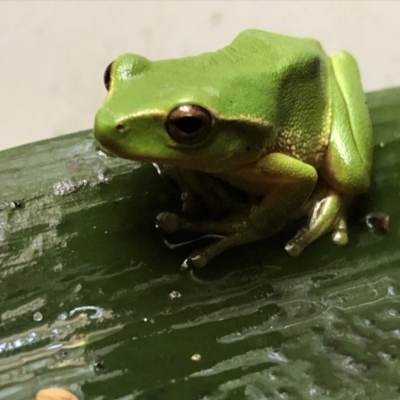 Litoria nudidigita (Narrow-fringed Tree-frog) at Undefined - 15 Sep 2018 by Nivlek