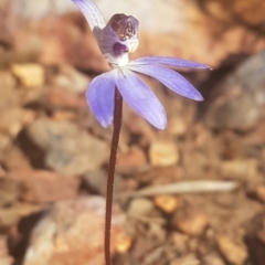 Cyanicula caerulea (Blue Fingers, Blue Fairies) at Mitchell, ACT - 11 Sep 2018 by LukeJ