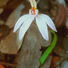 Caladenia sp. (A Caladenia) at O'Connor, ACT - 11 Sep 2018 by LukeJ