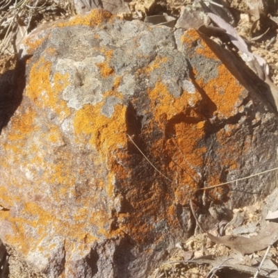 Caloplaca sp. (Firedot Lichen) at Forrest, ACT - 28 Aug 2018 by LukeJ