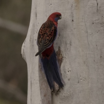 Platycercus elegans (Crimson Rosella) at Bruce, ACT - 15 Sep 2018 by AlisonMilton