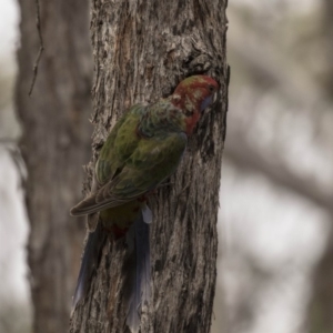 Platycercus elegans at Bruce, ACT - 15 Sep 2018