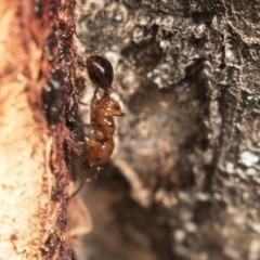 Podomyrma gratiosa (Muscleman tree ant) at Bruce, ACT - 15 Sep 2018 by AlisonMilton