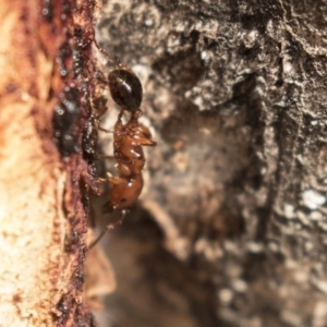 Podomyrma gratiosa at Bruce, ACT - 15 Sep 2018