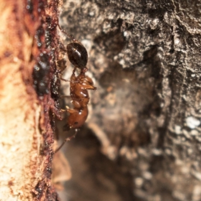 Podomyrma gratiosa (Muscleman tree ant) at Bruce, ACT - 15 Sep 2018 by AlisonMilton