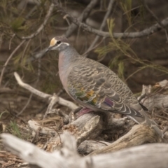 Phaps chalcoptera (Common Bronzewing) at Gossan Hill - 15 Sep 2018 by Alison Milton