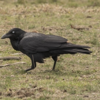 Corvus coronoides (Australian Raven) at Bruce, ACT - 15 Sep 2018 by Alison Milton