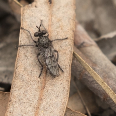 Atomosiini sp. (tribe) (Atomosiine robber fly) at Bruce, ACT - 15 Sep 2018 by AlisonMilton