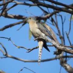 Cacomantis flabelliformis (Fan-tailed Cuckoo) at Stony Creek Nature Reserve - 15 Sep 2018 by KumikoCallaway