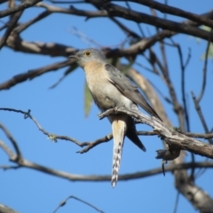 Cacomantis flabelliformis (Fan-tailed Cuckoo) at Carwoola, NSW - 15 Sep 2018 by KumikoCallaway